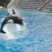 Drone Photos Reveal a Rebounding Killer Whale